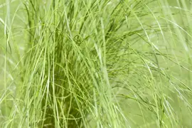 Stipa Tenuissima Pony Tails (Vedergras) - afbeelding 22