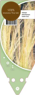 Stipa Tenuissima Pony Tails (Vedergras) - afbeelding 1