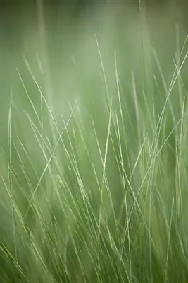Stipa Tenuissima Pony Tails (Vedergras) - afbeelding 7