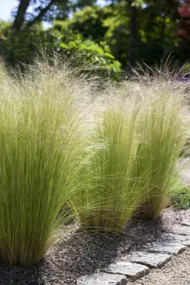 Stipa Tenuissima Pony Tails (Vedergras) - afbeelding 11