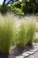 Stipa Tenuissima Pony Tails (Vedergras) - afbeelding 11