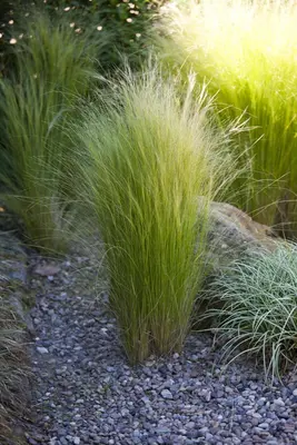 Stipa Tenuissima Pony Tails (Vedergras) - afbeelding 13