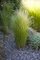 Stipa Tenuissima Pony Tails (Vedergras) - afbeelding 13