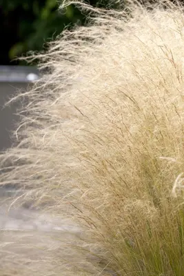 Stipa Tenuissima Pony Tails (Vedergras) - afbeelding 14