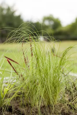 Stipa Tenuissima Pony Tails (Vedergras) - afbeelding 25