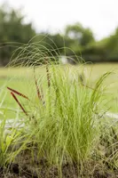 Stipa Tenuissima Pony Tails (Vedergras) - afbeelding 25