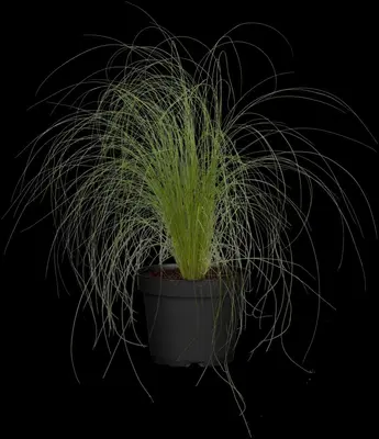 Stipa Tenuissima Pony Tails (Vedergras) - afbeelding 24