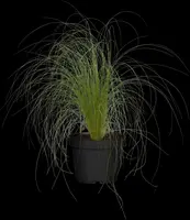 Stipa Tenuissima Pony Tails (Vedergras) - afbeelding 24