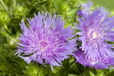 Stokesia laevis (Stokesia) - afbeelding 6