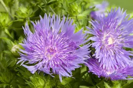 Stokesia laevis (Stokesia) - afbeelding 6