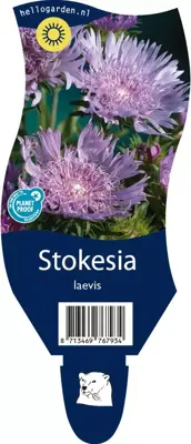 Stokesia laevis (Stokesia) - afbeelding 1