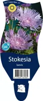 Stokesia laevis (Stokesia) - afbeelding 1