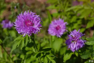 Stokesia laevis (Stokesia) - afbeelding 2