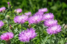 Stokesia laevis (Stokesia) - afbeelding 4