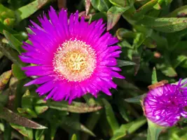 Stokesia laevis (Stokesia) - afbeelding 3