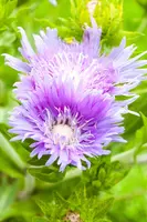 Stokesia laevis (Stokesia) - afbeelding 7