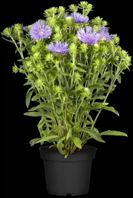 Stokesia laevis (Stokesia) - afbeelding 5