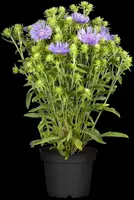Stokesia laevis (Stokesia) - afbeelding 5