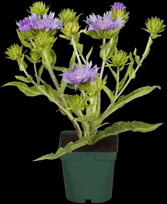 Stokesia laevis (Stokesia) - afbeelding 8