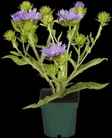Stokesia laevis (Stokesia) - afbeelding 8
