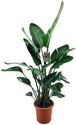 Strelitzia nicolai 170cm - afbeelding 1