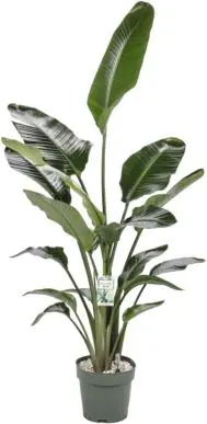 Strelitzia nicolai - afbeelding 1