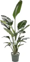 Strelitzia nicolai - afbeelding 1