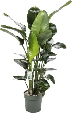 Strelitzia nicolai - afbeelding 2
