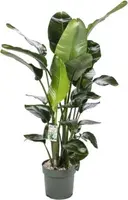 Strelitzia nicolai - afbeelding 2