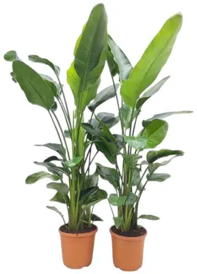 Strelitzia nicolai 5 per pot - afbeelding 1