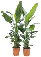 Strelitzia nicolai 5 per pot - afbeelding 1