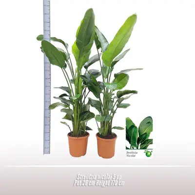 Strelitzia nicolai 5 per pot - afbeelding 2
