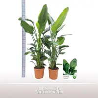 Strelitzia nicolai 5 per pot - afbeelding 2