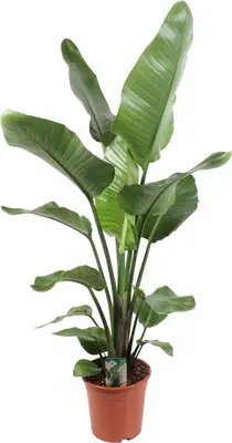 Strelitzia nicolai (Paradijsvogelbloem) 100cm - afbeelding 1