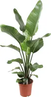 Strelitzia nicolai (Paradijsvogelbloem) 100cm kopen?