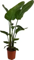 Strelitzia nicolai (Paradijsvogelbloem) 100cm - afbeelding 4