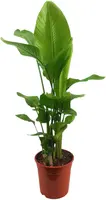 Strelitzia nicolai (Paradijsvogelbloem) 130cm - afbeelding 1