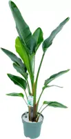 Strelitzia nicolai (Paradijsvogelbloem) 160cm - afbeelding 2