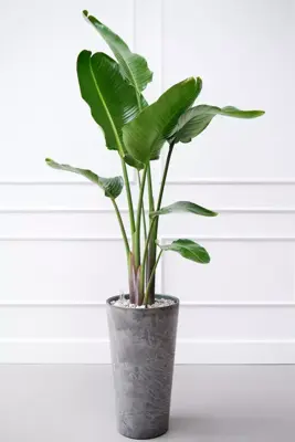 Strelitzia nicolai (Paradijsvogelbloem) 160cm - afbeelding 3