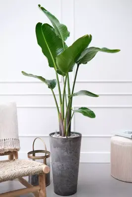 Strelitzia nicolai (Paradijsvogelbloem) 160cm - afbeelding 4
