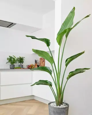 Strelitzia nicolai (Paradijsvogelbloem) 160cm - afbeelding 6