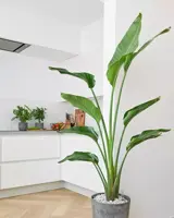 Strelitzia nicolai (Paradijsvogelbloem) 160cm - afbeelding 6