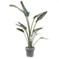 Strelitzia nicolai (Paradijsvogelbloem) 160cm - afbeelding 1
