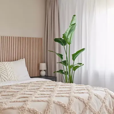 Strelitzia nicolai (Paradijsvogelbloem) 160cm - afbeelding 7