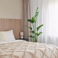 Strelitzia nicolai (Paradijsvogelbloem) 160cm - afbeelding 7