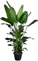 Strelitzia nicolai (Paradijsvogelbloem) 175cm - afbeelding 1