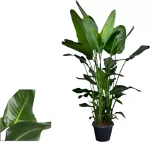 Strelitzia nicolai (Paradijsvogelbloem) 175cm - afbeelding 2