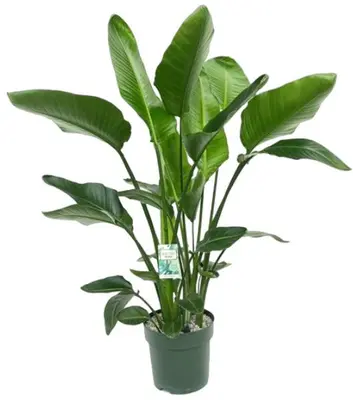 Strelitzia nicolai (Paradijsvogelplant) 160cm - afbeelding 1