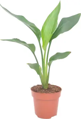 Strelitzia reginae (Vogelkopbloem, Witte paradijsvogelbloem) 40cm - afbeelding 1