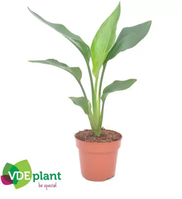 Strelitzia reginae (Vogelkopbloem, Witte paradijsvogelbloem) 40cm - afbeelding 2